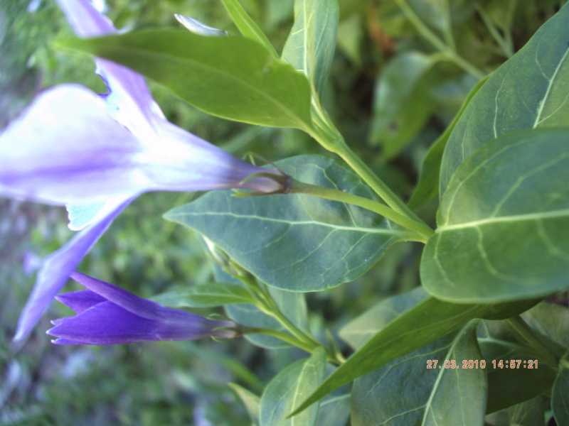 Vinca difformis subsp. sardoa / Pervinca sarda